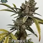 Project - 9 (Feminized) - Exotic Genetix