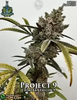 Project(space)9 Feminized Seeds (space) Hybrid Strain with Citrus and Pine Aroma