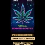 Psycho Citrus (Feminized) - Pure XX