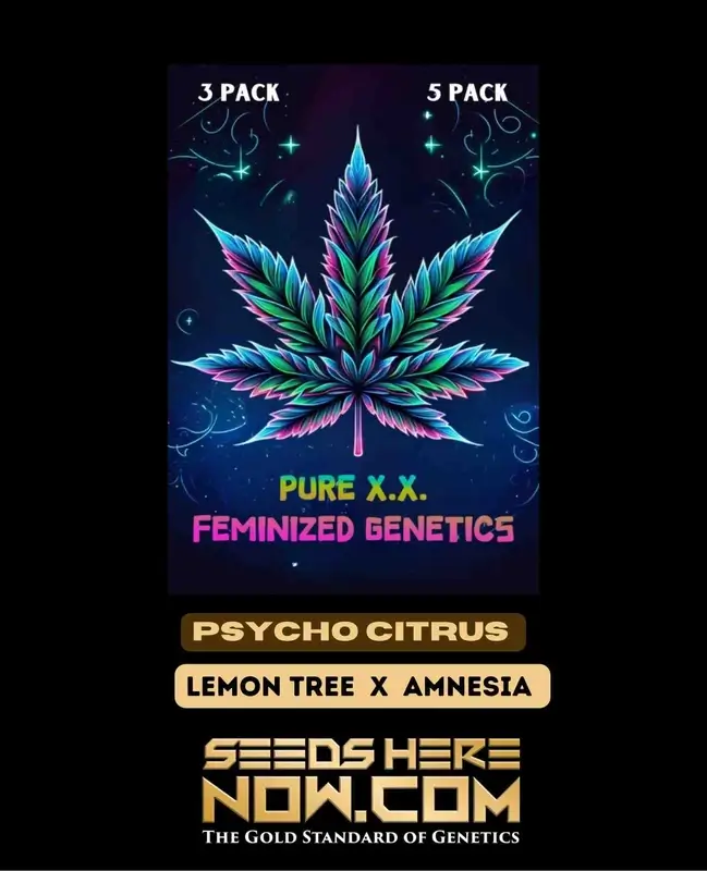 Psycho Citrus Cannabis Seeds - Feminized, Sativa Dominant, Lemon Tree x Amnesia
