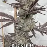 Pucker Up (Feminized) - Solfire Gardens