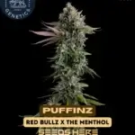 Puffinz (Feminized) - Compound Genetics