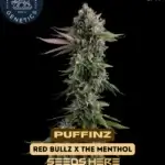 Puffinz (Feminized) - Compound Genetics
