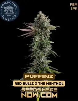 Puffinz Feminized Seeds (space) Hybrid Strain with Vanilla, Grape, Cinnamon, Pine Aromas