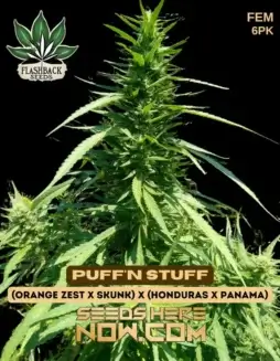 Puff'n Stuff Feminized Cannabis Seeds by Flashback Seeds featuring Orange Zest, Skunk, Honduras, and Panama genetics