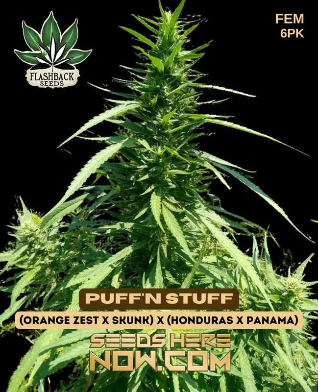 Puff'n Stuff Feminized Cannabis Seeds by Flashback Seeds featuring Orange Zest, Skunk, Honduras, and Panama genetics