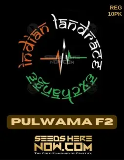 Pulwama F2 regular cannabis seeds by Indian Landrace Exchange featuring lush, resinous buds