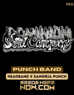 Punch Band Regular Cannabis Seeds (space) Hybrid of Headband and Sangria Punch