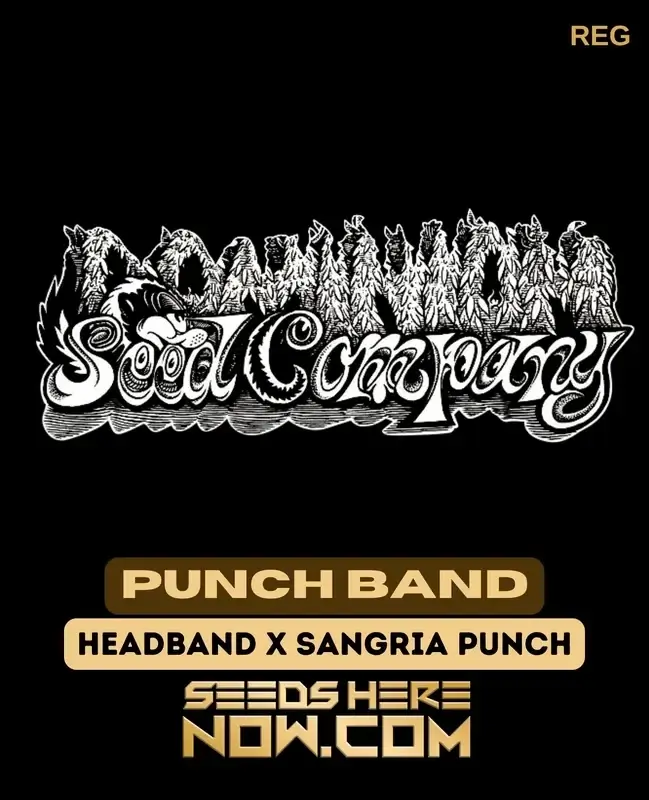 Punch Band Regular Cannabis Seeds - Hybrid of Headband and Sangria Punch