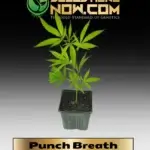 Punch Breath Clones - ACC