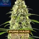 Pure Haze (Feminized) - Pure XX