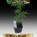 Pure Kush Clones - ACC