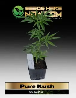 Healthy Pure Kush Clones with lush green foliage and robust genetics, ready to grow