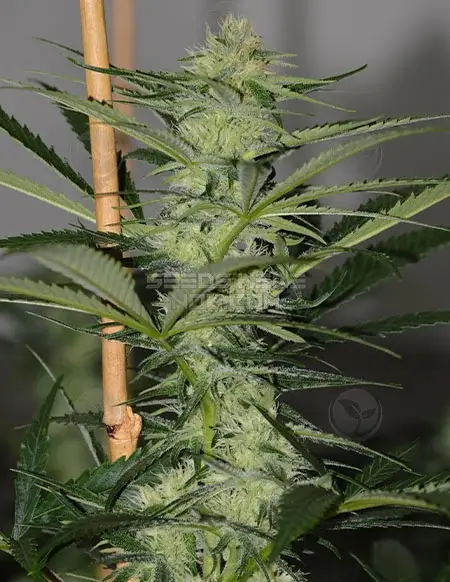 Packet of Pure Love Regular Cannabis Seeds by Irie Genetics featuring Zak Haze and Arise lineage