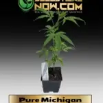 Pure Michigan Clones - ACC