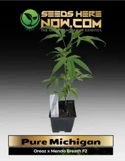 Pure Michigan Cannabis Clone in Soil Pot (space) Indica(space)Dominant Hybrid
