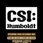 Pure OG Kush S1 (Feminized) - CSI Humboldt