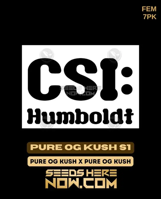 Pure OG Kush S1 Feminized Seeds - High THC Hybrid Strain by CSI Humboldt