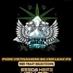 Pure Vietnamese Silver Leaf P2 (Regular) - Snow High Seeds