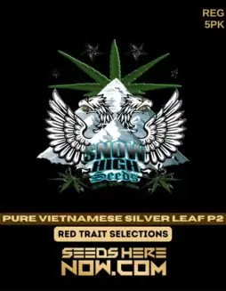 Pure Vietnamese Silver Leaf P2 cannabis seeds, a product of Snow High Seeds featuring citrus, pine, and earthy aromas.