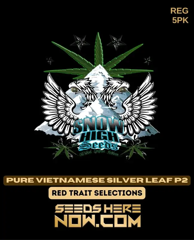 Pure Vietnamese Silver Leaf P2 cannabis seeds, a product of Snow High Seeds featuring citrus, pine, and earthy aromas.