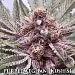 Purple Afghani Kush S1 (Feminized) - Mz Jill Genetics