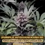 Purple Afghani Kush S1 (Feminized) - Mz Jill Genetics