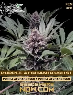 Image of Purple Afghani Kush S1 cannabis seeds by Mz Jill Genetics