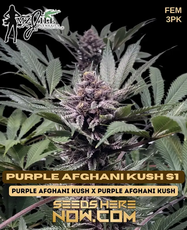 Image of Purple Afghani Kush S1 cannabis seeds by Mz Jill Genetics