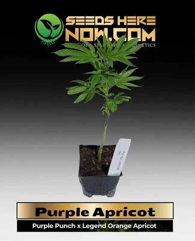 Vibrant Purple Apricot Cannabis Clones showcasing green and orange hues with apricot and grape aroma