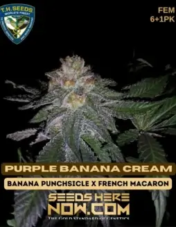 Image of Purple Banana Cream cannabis seeds package by T.H. Seeds, showcasing feminized seeds with Banana Punchsicle and French Macaron lineage