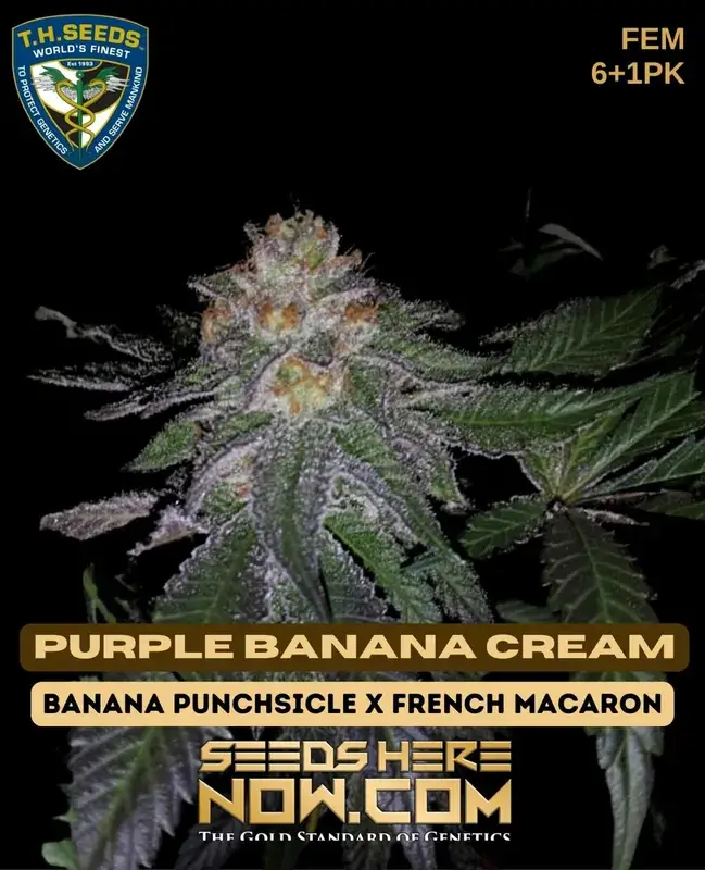 Image of Purple Banana Cream cannabis seeds package by T.H. Seeds, showcasing feminized seeds with Banana Punchsicle and French Macaron lineage