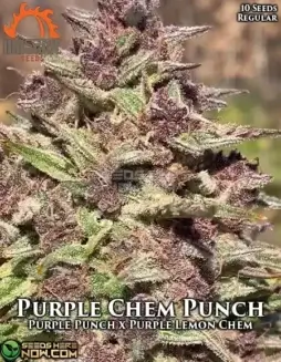 Purple Chem Punch (space) Regular Cannabis Seeds by Massive Seeds featuring grape and diesel flavors