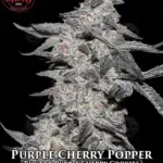 Purple Cherry Popper (Feminized) - Elev8 Seeds