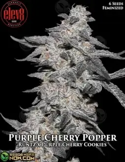 Purple Cherry Popper Feminized Seeds by Elev8 Seeds featuring Runtz and Purple Cherry Cookies lineage