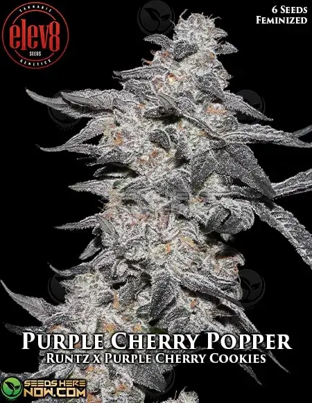 Purple Cherry Popper Feminized Seeds by Elev8 Seeds featuring Runtz and Purple Cherry Cookies lineage