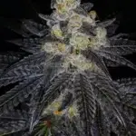 Purple Dahlia (Regular) - Dominion Seed Company