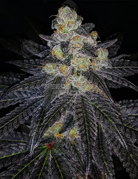 Purple Dahlia cannabis seeds by Dominion Seed Company, featuring grape, floral, earthy, sweet flavors, and 20-24% THC.