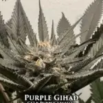 Purple Gihad (Feminized) - Mz Jill Genetics