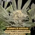 Purple Gihad (Feminized) - Mz Jill Genetics