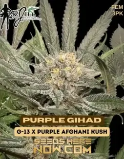 Purple Gihad (space) Feminized Seeds by Mz Jill Genetics featuring grape and berry flavors