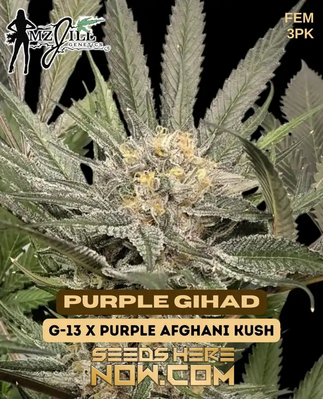 Purple Gihad - Feminized Seeds by Mz Jill Genetics featuring grape and berry flavors