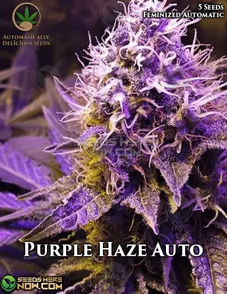Purple Haze Auto autoflower seeds by Automatically Delicious showing vibrant purple hues and frosty trichomes