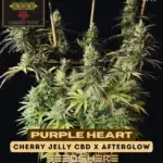 Purple Heart (Feminized) - Irie Genetics