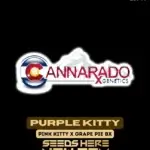 Purple Kitty (Regular) - Cannarado Genetics