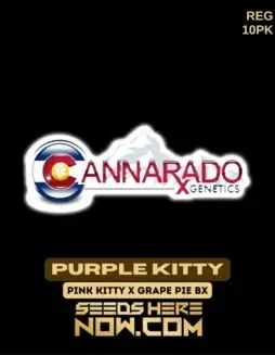 Purple Kitty Regular Seeds (space) Cannarado Genetics featuring grape and floral aroma