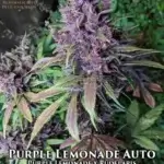 Purple Lemonade (Autoflower) - Automatically Delicious