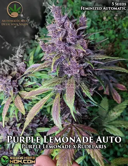 Vibrant Purple Lemonade Auto cannabis buds, featuring citrus and berry aroma