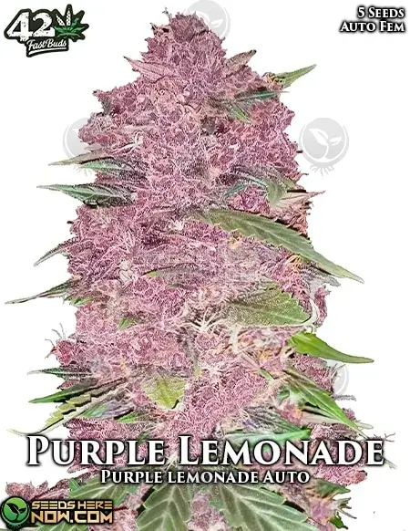 Vibrant Purple Lemonade Auto cannabis buds with citrus and fruity aroma