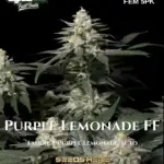 Purple Lemonade FF (Feminized) - Fast Buds